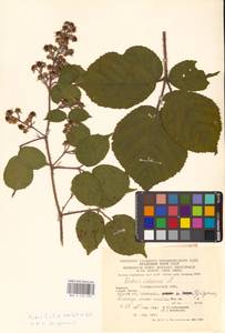 Rubus hirtus Waldst. & Kit., Eastern Europe, West Ukrainian region (E13) (Ukraine)