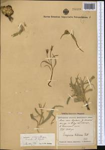 Gelasia circumflexa (Krasch. & Lipsch.) Zaika, Sukhor. & N. Kilian, Middle Asia, Syr-Darian deserts & Kyzylkum (M7) (Uzbekistan)