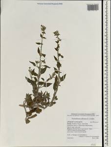 Trichodesma africanum (L.) R. Br., South Asia, South Asia (Asia outside ex-Soviet states and Mongolia) (ASIA) (Israel)