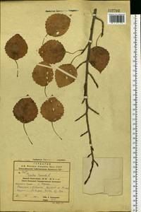 Populus tremula var. davidiana (Dode) C. K. Schneid., Siberia, Russian Far East (S6) (Russia)