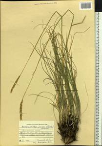 Psathyrostachys juncea (Fisch.) Nevski, Siberia, Altai & Sayany Mountains (S2) (Russia)