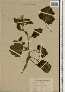 Hyoscyamus albus L., South Asia, South Asia (Asia outside ex-Soviet states and Mongolia) (ASIA) (Turkey)