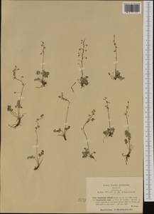 Thalictrum alpinum L., Western Europe (EUR) (Italy)