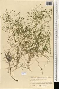 Mesostemma gypsophiloides (Fenzl) M. T. Sharples & E. A. Tripp, Mongolia (MONG) (Mongolia)