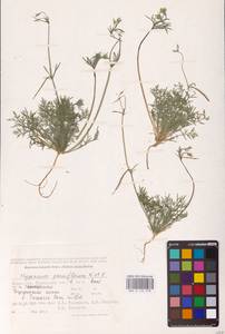 Hypecoum parviflorum Kar. & Kir., Middle Asia, Caspian Ustyurt & Northern Aralia (M8) (Kazakhstan)