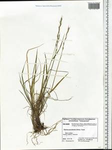 Elymus jacutensis (Drobow) Tzvelev, Siberia, Central Siberia (S3) (Russia)