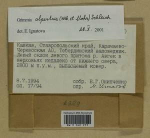 Grimmia alpestris (F. Weber & D. Mohr) Schleich., Bryophytes, Bryophytes - North Caucasus & Ciscaucasia (B12) (Russia)