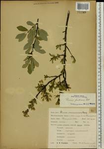 Prunus fruticosa Pall., Eastern Europe, Central forest-and-steppe region (E6) (Russia)