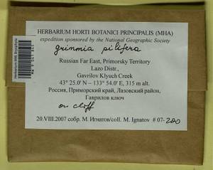 Grimmia pilifera P. Beauv., Bryophytes, Bryophytes - Russian Far East (excl. Chukotka & Kamchatka) (B20) (Russia)