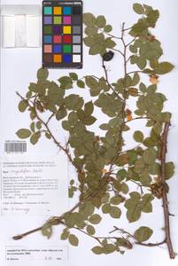 Rosa corymbifera Borkh., Eastern Europe, Lower Volga region (E9) (Russia)