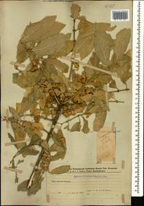 Euonymus velutinus (C. A. Mey.) Fisch. & C. A. Mey., Caucasus, Azerbaijan (K6) (Azerbaijan)