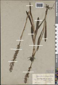 Gymnadenia conopsea (L.) R.Br., Eastern Europe, Central forest-and-steppe region (E6) (Russia)