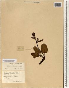 Rheum forrestii Diels, South Asia, South Asia (Asia outside ex-Soviet states and Mongolia) (ASIA) (China)