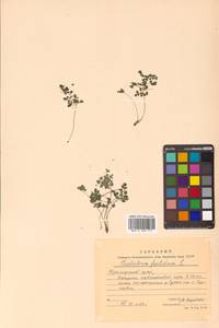 Thalictrum foetidum L., Siberia, Russian Far East (S6) (Russia)