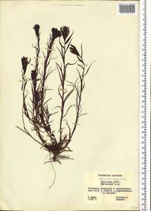 Castilleja rubra (Drob.) Rebr., Siberia, Yakutia (S5) (Russia)