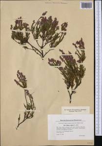 Calluna vulgaris (L.) Hull, Western Europe (EUR) (Denmark)