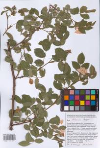 Rosa balsamica Besser, Eastern Europe, Lower Volga region (E9) (Russia)