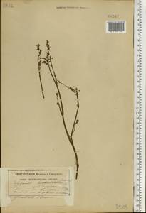 Persicaria maculosa Gray, Eastern Europe, Belarus (E3a) (Belarus)