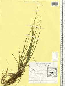 Carex brunnescens (Pers.) Poir., Eastern Europe, Northern region (E1) (Russia)