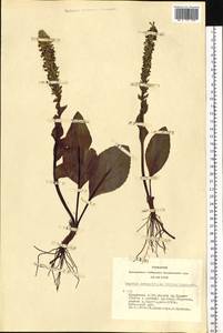 Lagotis integrifolia (Willd.) Schischk., Siberia, Altai & Sayany Mountains (S2) (Russia)