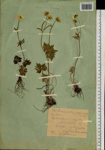 Ranunculus grandifolius C. A. Mey., Siberia, Western (Kazakhstan) Altai Mountains (S2a) (Kazakhstan)