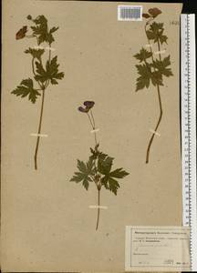 Geranium palustre L., Eastern Europe, Moscow region (E4a) (Russia)