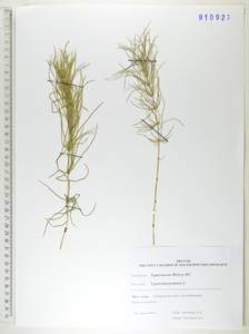 Equisetum pratense Ehrh., Siberia, Russian Far East (S6) (Russia)