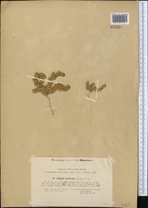 Halogeton glomeratus (Stephan ex M. Bieb.) C. A. Mey., Middle Asia, Pamir & Pamiro-Alai (M2) (Tajikistan)