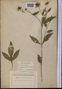 Rudbeckia triloba L., America (AMER) (United States)