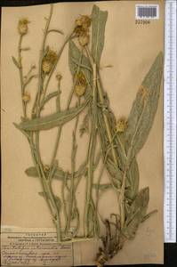 Centaurea glastifolia subsp. intermedia (Boiss.) L. Martins, Middle Asia, Dzungarian Alatau & Tarbagatai (M5) (Kazakhstan)