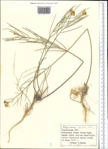 Erysimum diffusum Ehrh., Middle Asia, Northern & Central Tian Shan (M4) (Kyrgyzstan)