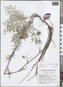 Jurinea ewersmannii Bunge, Eastern Europe, Lower Volga region (E9) (Russia)