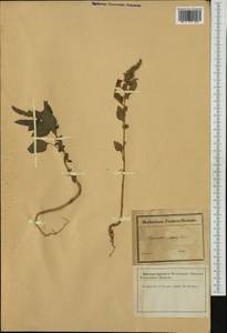 Amaranthus cruentus L., Western Europe (EUR) (France)