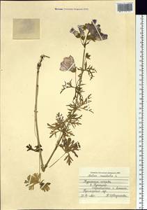 Malva moschata L., Siberia, Russian Far East (S6) (Russia)