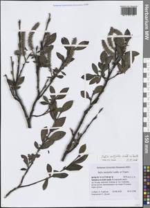 Salix rectijulis Ledeb. ex Trautv., Siberia, Baikal & Transbaikal region (S4) (Russia)
