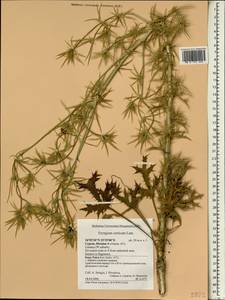Eryngium creticum Lam., South Asia, South Asia (Asia outside ex-Soviet states and Mongolia) (ASIA) (Cyprus)