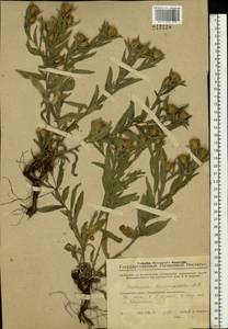 Centaurea trichocephala M. Bieb. ex Willd., Eastern Europe, Eastern region (E10) (Russia)