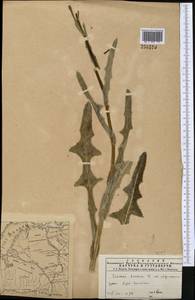 Sonchus arvensis subsp. uliginosus (M. Bieb.) Nyman, Middle Asia, Muyunkumy, Balkhash & Betpak-Dala (M9) (Kazakhstan)