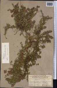 Thymus seravschanicus Klokov, Middle Asia, Northern & Central Tian Shan (M4) (Kazakhstan)