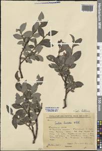 Salix bebbiana Sarg., Siberia, Yakutia (S5) (Russia)