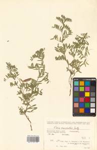 Vicia macrantha Jurtzev, Siberia, Chukotka & Kamchatka (S7) (Russia)