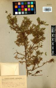 Juniperus communis L., Siberia, Baikal & Transbaikal region (S4) (Russia)