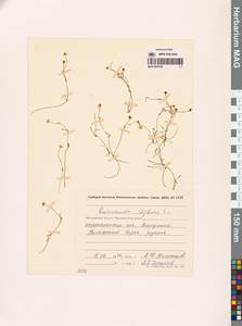 Ranunculus reptans L., Siberia, Chukotka & Kamchatka (S7) (Russia)