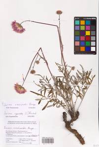 Jurinea ewersmanii Bunge, Eastern Europe, Rostov Oblast (E12a) (Russia)