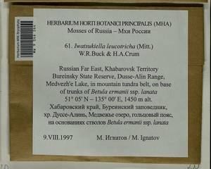 Iwatsukiella leucotricha (Mitt.) W.R. Buck & H.A. Crum, Bryophytes, Bryophytes - Russian Far East (excl. Chukotka & Kamchatka) (B20) (Russia)