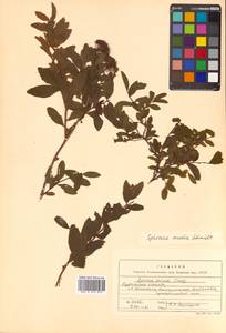 Spiraea media Schmidt, Siberia, Russian Far East (S6) (Russia)