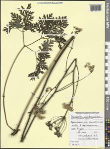 Physospermum cornubiense (L.) DC., Caucasus, Black Sea Shore (from Novorossiysk to Adler) (K3) (Russia)