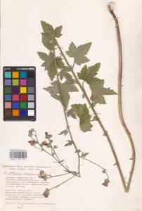 Althaea cannabina L., Eastern Europe, South Ukrainian region (E12) (Ukraine)