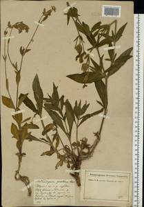 Silene latifolia subsp. alba (Mill.) Greuter & Burdet, Eastern Europe, North-Western region (E2) (Russia)