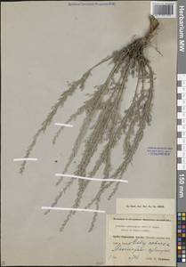 Artemisia sublessingiana (Keller) Krasch. ex Poljakov, Middle Asia, Western Tian Shan & Karatau (M3) (Kyrgyzstan)